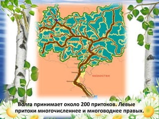 Волга принимает около 200 притоков. Левые
притоки многочисленнее и многоводнее правых.
 
