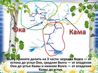 Волгу принято делить на 3 части: верхняя Волга — от
истока до устья Оки, средняя Волга — от впадения
Оки до устья Камы и нижняя Волга — от впадения
Камы до устья.
 