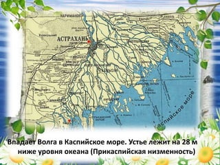 Впадает Волга в Каспийское море. Устье лежит на 28 м
ниже уровня океана (Прикаспийская низменность)
 