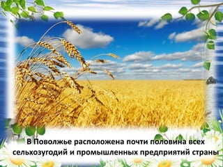В Поволжье расположена почти половина всех
сельхозугодий и промышленных предприятий страны
 