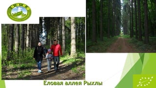 Еловая аллея РыхлыЕловая аллея Рыхлы
 