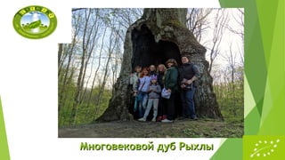 Многовековой дуб РыхлыМноговековой дуб Рыхлы
 