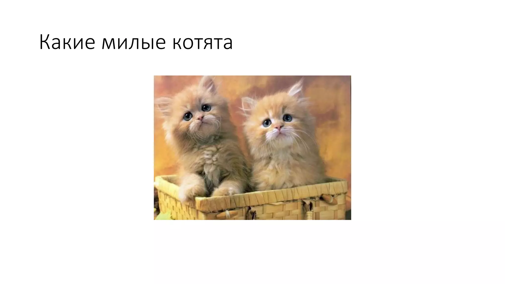 Какие милые котята 