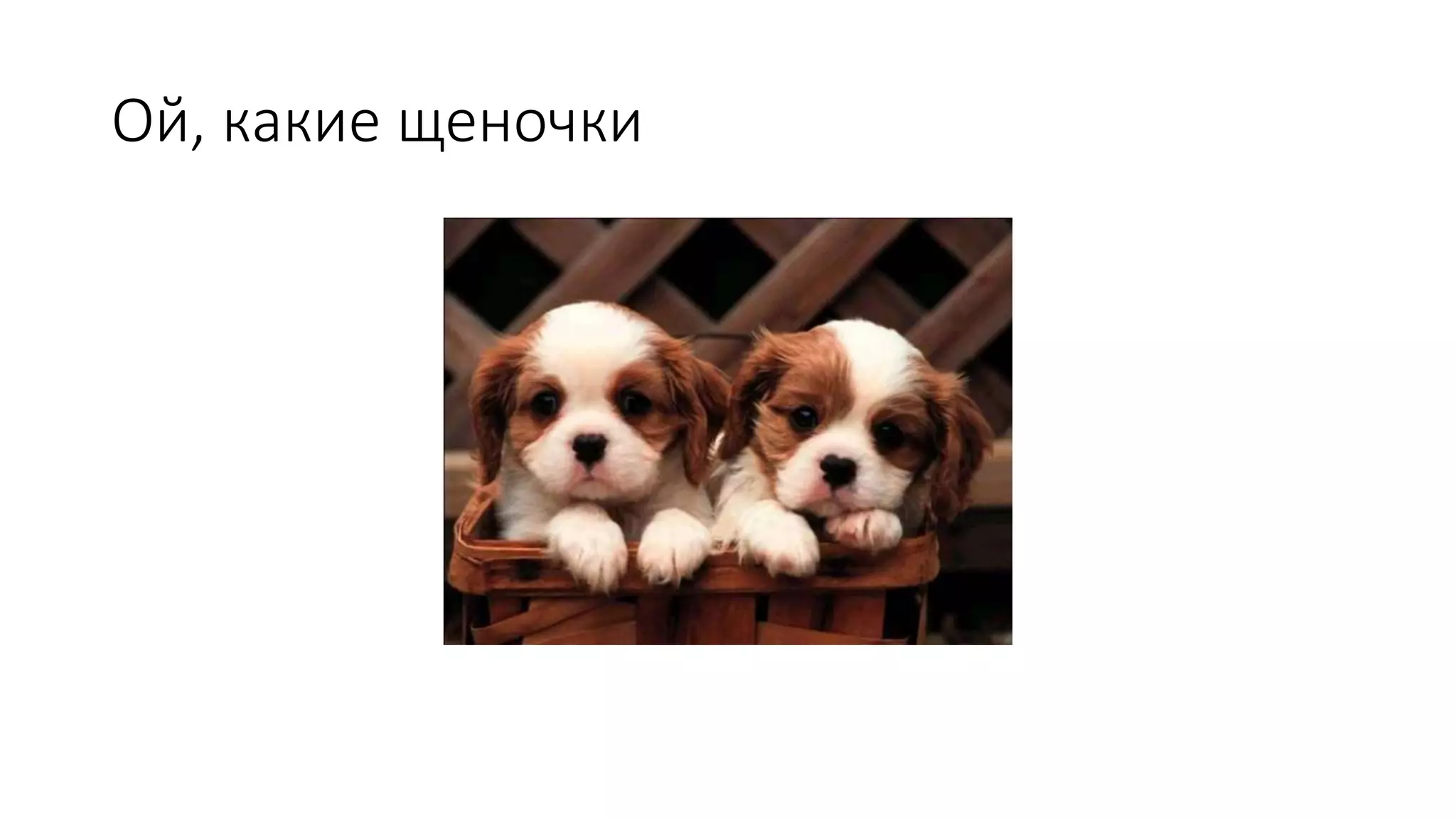 Ой, какие щеночки 