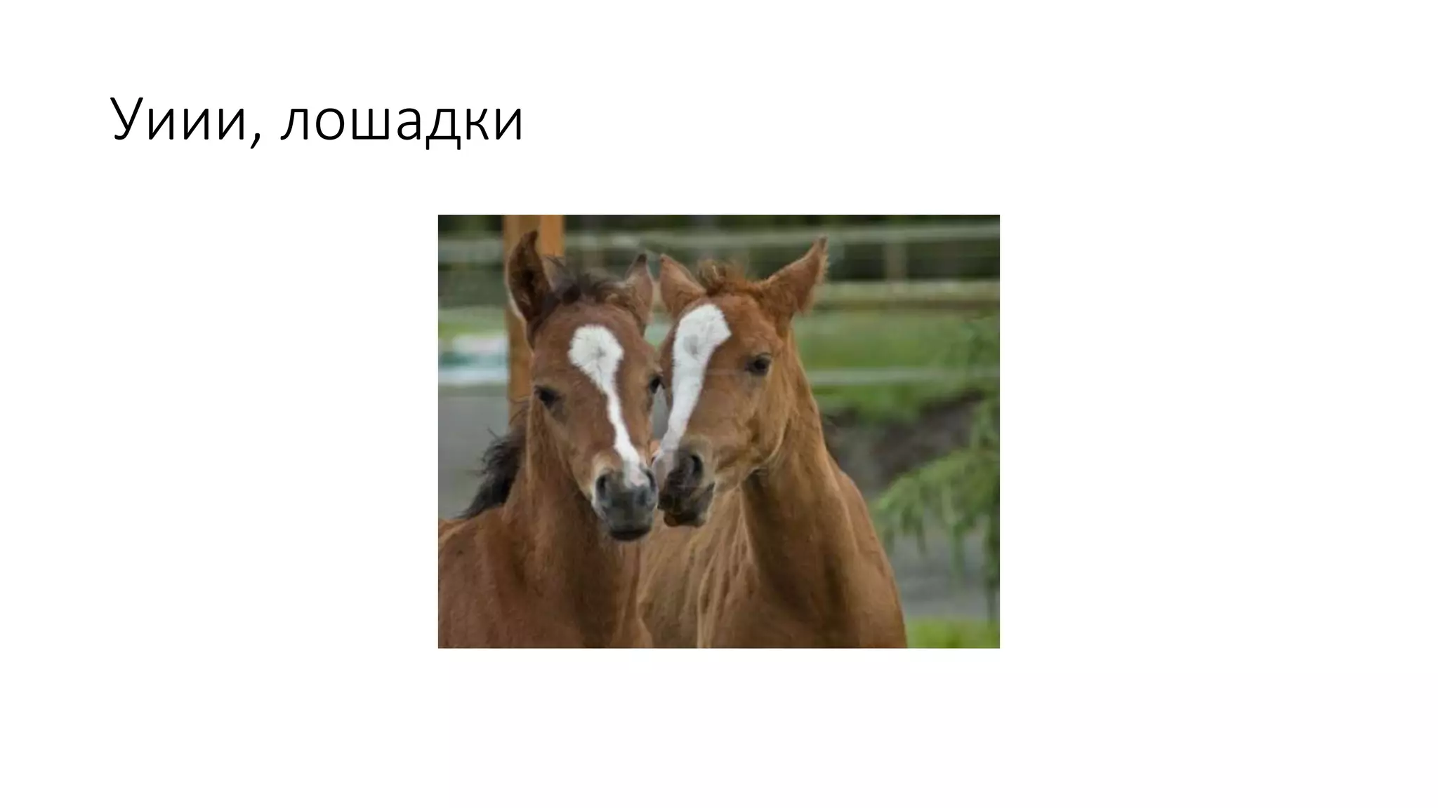 Уиии, лошадки 