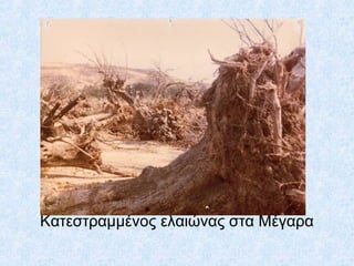 Κατεστραμμένος ελαιώνας στα Μέγαα
 