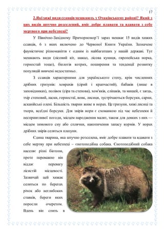 17
2.Які хижі види ссавців мешкають у Очаківському районі? Який з
цих видів штучно розселений, вміє добре плавати та вдавати з себе
мертвого при небезпеці?
У Північно-Західному Причорномор’ї зараз мешкає 15 видів хижих
ссавців, 6 з яких включено до Червоної Книги України. Зазначене
фауністичне різноманіття є одним із найбагатших у нашій державі. Тут
мешкають види (лісовий кіт, шакал, лісова куниця, європейська норка,
горностай тощо), біологія котрих, поширення та тенденції розвитку
популяцій вивчені недостатньо.
З ссавців характерними для українського степу, крім численних
дрібних гризунів: ховрахів (сірий і крапчастий), бабаків (лише в
заповідниках), полівок (сіра та степова), хом'яків, сліпаків, та мишей, є заєць,
тхір степовий, ласки, горностаї, вовк, лисиця, зустрічаються борсуки, сарни,
асканійські олені. Більшість тварин живе в норах. Це гризуни, хижі лисиці та
тхори, всеїдні борсуки. Для звірів нори є схованкою під час небезпеки й
несприятливої погоди, місцем народження малят, також для деяких з них —
місцем зимового сну або сплячки, накопичення запасу кормів. У норах
дрібних звірів селяться плазуни.
Єдина тварина, яка штучно розселена, вміє добре плавати та вдавати з
себе мертву при небезпеці – єнотоподібна собака. Єнотоподібний собака
населяє різні біотопи,
проте переважно він
віддає перевагу
лісистій місцевості.
Зазвичай цей хижак
селиться по берегах
річок або неглибоких
ставків, береги яких
поросли очеретом.
Вдень він спить в
 