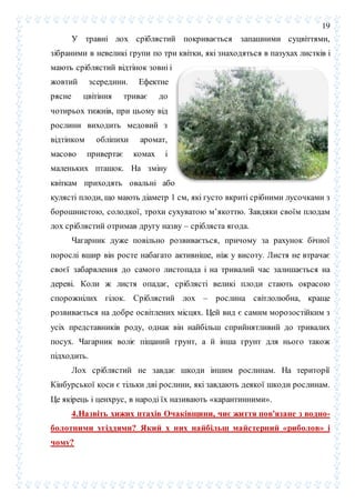 19
У травні лох сріблястий покривається запашними суцвіттями,
зібраними в невеликі групи по три квітки, які знаходяться в пазухах листків і
мають сріблястий відтінок зовні і
жовтий зсередини. Ефектне
рясне цвітіння триває до
чотирьох тижнів, при цьому від
рослини виходить медовий з
відтінком обліпихи аромат,
масово привертає комах і
маленьких пташок. На зміну
квіткам приходять овальні або
кулясті плоди, що мають діаметр 1 см, які густо вкриті срібними лусочками з
борошнистою, солодкої, трохи сухуватою м’якоттю. Завдяки своїм плодам
лох сріблястий отримав другу назву – срібляста ягода.
Чагарник дуже повільно розвивається, причому за рахунок бічної
порослі вшир він росте набагато активніше, ніж у висоту. Листя не втрачає
своєї забарвлення до самого листопада і на тривалий час залишається на
дереві. Коли ж листя опадає, сріблясті великі плоди стають окрасою
спорожнілих гілок. Сріблястий лох – рослина світлолюбна, краще
розвивається на добре освітлених місцях. Цей вид є самим морозостійким з
усіх представників роду, однак він найбільш сприйнятливий до тривалих
посух. Чагарник воліє піщаний грунт, а й інша грунт для нього також
підходить.
Лох сріблястий не завдає шкоди іншим рослинам. На території
Кінбурської коси є тільки дві рослини, які завдають деякої шкоди рослинам.
Це якірець і ценхрус, в народі їх називають «карантинними».
4.Назвіть хижих птахів Очаківщини, чиє життя пов'язане з водно-
болотними угіддями? Який х них найбільш майстерний «риболов» і
чому?
 