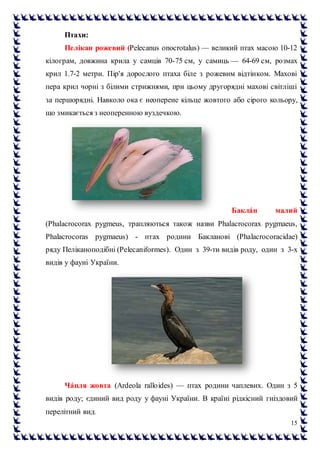 15
Птахи:
Пелікан рожевий (Pelecanus onocrotalus) — великий птах масою 10-12
кілограм, довжина крила у самців 70-75 см, у самиць — 64-69 см, розмах
крил 1.7-2 метри. Пір'я дорослого птаха біле з рожевим відтінком. Махові
пера крил чорні з білими стрижнями, при цьому другорядні махові світліші
за першорядні. Навколо ока є неоперене кільце жовтого або сірого кольору,
що змикається з неоперенною вуздечкою.
Бакла́н малий
(Phalacrocorax pygmeus, трапляються також назви Phalacrocorax pygmaeus,
Phalacrocoras pygmaeus) - птах родини Бакланові (Phalacrocoracidae)
ряду Пеліканоподібні (Pelecaniformes). Один з 39-ти видів роду, один з 3-х
видів у фауні України.
Ча́пля жовта (Ardeola ralloides) — птах родини чаплевих. Один з 5
видів роду; єдиний вид роду у фауні України. В країні рідкісний гніздовий
перелітний вид.
 