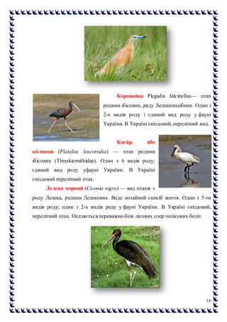 16
Коровайка Plegadis falcinellus— птах
родини ібісових, ряду Лелекоподібних. Один з
2-х видів роду і єдиний вид роду у фауні
України. В Україні гніздовий, перелітний вид.
Коса́р, або
ко́лпиця (Platalea leucorodia) — птах родини
ібісових (Threskiornithidae). Один з 6 видів роду;
єдиний вид роду уфауні України. В Україні
гніздовий перелітний птах.
Лелека чорний (Ciconia nigra) — вид птахів з
роду Лелека, родини Лелекових. Веде потайний спосіб життя. Один з 5-ти
видів роду; один з 2-х видів роду у фауні України. В Україні гніздовий,
перелітний птах. Оселяється переважно біля лісових озер чилісових боліт.
 
