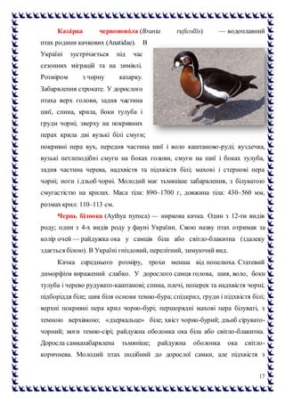 17
Каза́рка червоново́ла (Branta ruficollis) — водоплавний
птах родини качкових (Anatidae). В
Україні зустрічається під час
сезонних міграцій та на зимівлі.
Розміром з чорну казарку.
Забарвлення строкате. У дорослого
птаха верх голови, задня частина
шиї, спина, крила, боки тулуба і
груди чорні; зверху на покривних
перах крила дві вузькі білі смуги;
покривні пера вух, передня частина шиї і воло каштаново-руді; вуздечка,
вузькі петлеподібні смуги на боках голови, смуги на шиї і боках тулуба,
задня частина черева, надхвістя та підхвістя білі; махові і стернові пера
чорні; ноги і дзьоб чорні. Молодий має тьмяніше забарвлення, з білуватою
смугастістю на крилах. Маса тіла: 890–1700 г, довжина тіла: 430–560 мм,
розмахкрил: 110–113 см.
Чернь білоока (Aythya nyroca) — ниркова качка. Один з 12-ти видів
роду; один з 4-х видів роду у фауні України. Свою назву птах отримав за
колір очей — райдужка ока у самців біла або світло-блакитна (здалеку
здається білою). В Україні гніздовий, перелітний, зимуючий вид.
Качка середнього розміру, трохи менша від попелюха. Статевий
диморфізм виражений слабко. У дорослого самця голова, шия, воло, боки
тулуба і черево рудувато-каштанові; спина, плечі, поперек та надхвістя чорні;
підборіддя біле; шия біля основи темно-бура; спідкрил, груди і підхвістя білі;
верхні покривні пера крил чорно-бурі; першорядні махові пера білуваті, з
темною верхівкою; «дзеркальце» біле; хвіст чорно-бурий; дзьоб сірувато-
чорний; ноги темно-сірі; райдужна оболонка ока біла або світло-блакитна.
Доросла самказабарвлена тьмяніше; райдужна оболонка ока світло-
коричнева. Молодий птах подібний до дорослої самки, але підхвістя з
 