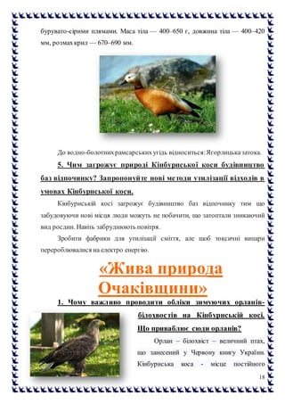 18
бурувато-сірими плямами. Маса тіла — 400–650 г, довжина тіла — 400–420
мм, розмахкрил — 670–690 мм.
До водно-болотнихрамсарськихугідь відноситься:Ягорлицьказатока.
5. Чим загрожує природі Кінбурнської коси будівництво
баз відпочинку? Запропонуйте нові методи утилізації відходів в
умовах Кінбурнської коси.
Кінбурнській косі загрожує будівництво баз відпочинку тим що
забудовуючи нові місця люди можуть не побачити, що затоптали зникаючий
вид росдин. Навіть забруднюють повітря.
Зробити фабрики для утилізації сміття, але щоб токсичні випари
перероблювалися на електро енергію.
«Жива природа
Очаківщини»
1. Чому важливо проводити обліки зимуючих орланів-
білохвостів на Кінбурнській косі.
Що приваблює сюди орланів?
Орлан – білохвіст – величний птах,
що занесений у Червону книгу України.
Кінбурнська коса - місце постійного
 
