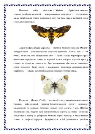 21
Причини зміни чисельності. Хімічна обробка пасльонових
культур (особливо картоплі), викорчовування чагарників і розорювання
місць перебування. Зміни чисельності виду значною мірою пов'язані також
з погодними умовами.
Зегрис Евфема (Zegris eupheme) — метелик родини біланових. Одним з
найрідкісніших і найуразливіших степових метеликів. Розмах крил — 40-
49 мм. Загальний фон забарвлення крил — білий. Мають характерну сіру з
оранжевою серединою пляму на вершині досить гострих передніх крил, у
самиць ця оранжева пляма може бути невиразною, або зовсім заміщеною
сірим кольором. Задні крила з невиразним зеленувато-жовтувато-сірим
візерунком — блідим відбитком малюнка нижньої стороникрила.
Косатець Махаон (Papilio machaon) — метелик родини косатцевих.
Напевне, найвідоміший метелик України завдяки своєму яскравому
забарвленню та великим розмірам (розмах крил досягає 8 см). Широко
поширений вид. Населяє всю континентальну Європу від морів Північного
Льодовитого океану до узбережжя Чорного моря і Кавказу, в Англії мешкає
тільки в графстві Норфолк. Зустрічається в Азії (включаючи тропіки),
 