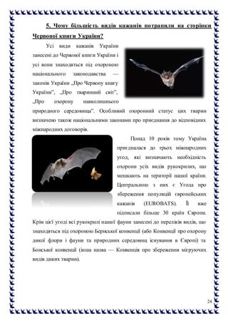 24
5. Чому більшість видів кажанів потрапили на сторінки
Червоної книги України?
Усі види кажанів України
занесені до Червоної книги України і
усі вони знаходяться під охороною
національного законодавства —
законів України „Про Червону книгу
України”, „Про тваринний світ”,
„Про охорону навколишнього
природного середовища”. Особливий охоронний статус цих тварин
визначено також національними законами про приєднання до відповідних
міжнародних договорів.
Понад 10 років тому Україна
приєдналася до трьох міжнародних
угод, які визначають необхідність
охорони усіх видів рукокрилих, що
мешкають на території нашої країни.
Центральною з них є Угода про
збереження популяцій європейських
кажанів (EUROBATS). Її вже
підписали більше 30 країн Європи.
Крім цієї угоді всі рукокрилі нашої фауни занесені до переліків видів, що
знаходяться під охороною Бернської конвенції (або Конвенції про охорону
дикої флори і фауни та природних середовищ існування в Європі) та
Бонської конвенції (інша назва — Конвенція про збереження мігруючих
видів диких тварин).
 
