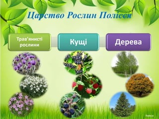 Царство Рослин Полісся
Трав’янисті
рослини Кущі Дерева
 