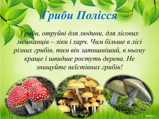 Гриби Полісся
Гриби, отруйні для людини, для лісових
мешканців – ліки і харч. Чим більше в лісі
різних грибів, тим він затишніший, в ньому
краще і швидше ростуть дерева. Не
знищуйте неїстівних грибів!
 