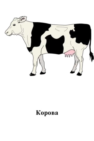 Корова
 