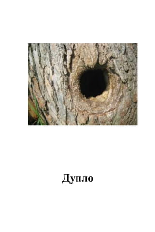 Дупло
 