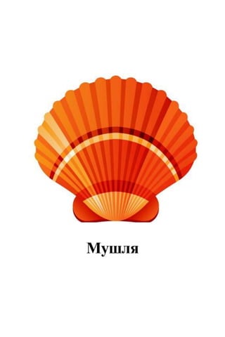 Мушля
 