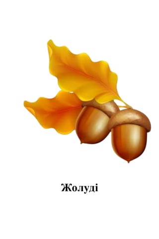 Жолуді
 