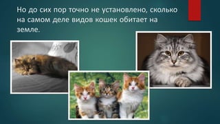 Но до сих пор точно не установлено, сколько
на самом деле видов кошек обитает на
земле.
 