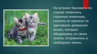 На острове Ириомота по
слухам появились
странные животные,
сначала их приняли за
одичавших домашних
кошек, которые
обидевшись на своих
хозяев, отправились в
свободную жизнь.
 