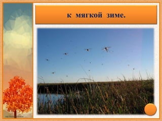 Появились комары поздней
осенью –
к мягкой зиме.
 
