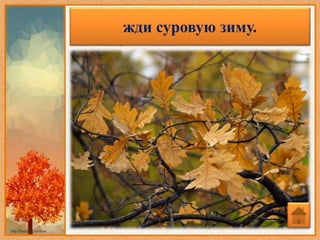 Если в октябре лист с березы и
дуба опадет не чисто -
жди суровую зиму.
 