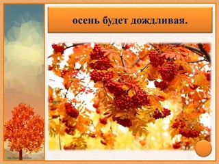 В лесу много рябины–осень будет дождливая.
 