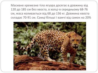 Масивне кремезне тіло ягуара досягає в довжину від
120 до 185 см без хвоста, в холці-в середньому 68-76
см, маса коливається від 68 до 136 кг. Довжина хвоста
складає 70-91 см. Самці більші і важчі від самок на 20%
 
