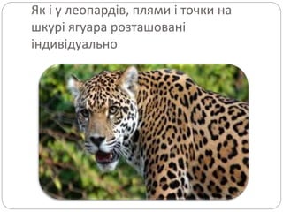 Як і у леопардів, плями і точки на
шкурі ягуара розташовані
індивідуально
 