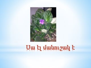 Սա էլ մանուշակ է
 
