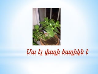 Սա էլ փողի ծաղիկն է
 