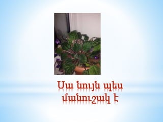 Սա նույն պես
մանուշակ է
 