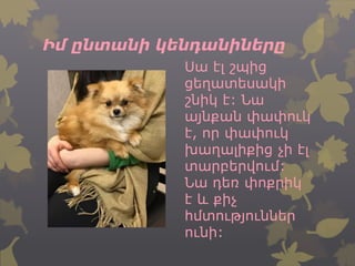 Իմ ընտանի կենդանիները
Սա էլ շպից
ցեղատեսակի
շնիկ է: Նա
այնքան փափուկ
է, որ փափուկ
խաղալիքից չի էլ
տարբերվում:
Նա դեռ փոքրիկ
է և քիչ
հմտություններ
ունի:
 