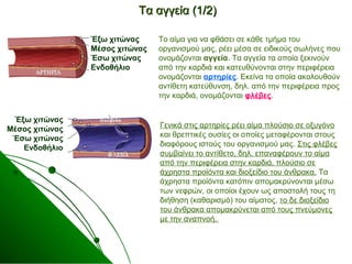 Τα αγγεία (1/2)Τα αγγεία (1/2)
Το αίμα για να φθάσει σε κάθε τμήμα του
οργανισμού μας, ρέει μέσα σε ειδικούς σωλήνες που
ονομάζονται αγγεία. Τα αγγεία τα οποία ξεκινούν
από την καρδιά και κατευθύνονται στην περιφέρεια
ονομάζονται αρτηρίες. Εκείνα τα οποία ακολουθούν
αντίθετη κατεύθυνση, δηλ. από την περιφέρεια προς
την καρδιά, ονομάζονται φλέβες.
Γενικά στις αρτηρίες ρέει αίμα πλούσιο σε οξυγόνο
και θρεπτικές ουσίες οι οποίες μεταφέρονται στους
διαφόρους ιστούς του οργανισμού μας. Στις φλέβες
συμβαίνει το αντίθετο, δηλ. επαναφέρουν το αίμα
από την περιφέρεια στην καρδιά, πλούσιο σε
άχρηστα προϊόντα και διοξείδιο του άνθρακα. Τα
άχρηστα προϊόντα κατόπιν απομακρύνονται μέσω
των νεφρών, οι οποίοι έχουν ως αποστολή τους τη
διήθηση (καθαρισμό) του αίματος, το δε διοξείδιο
του άνθρακα απομακρύνεται από τους πνεύμονες
με την αναπνοή.
Έξω χιτώνας
Μέσος χιτώνας
Έσω χιτώνας
Ενδοθήλιο
Έξω χιτώνας
Μέσος χιτώνας
Έσω χιτώνας
Ενδοθήλιο
 