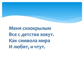 Меня сизокрылым
Все с детства зовут.
Как символа мира
И любят, и чтут.
 