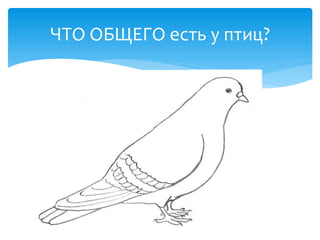 ЧТО ОБЩЕГО есть у птиц?
 