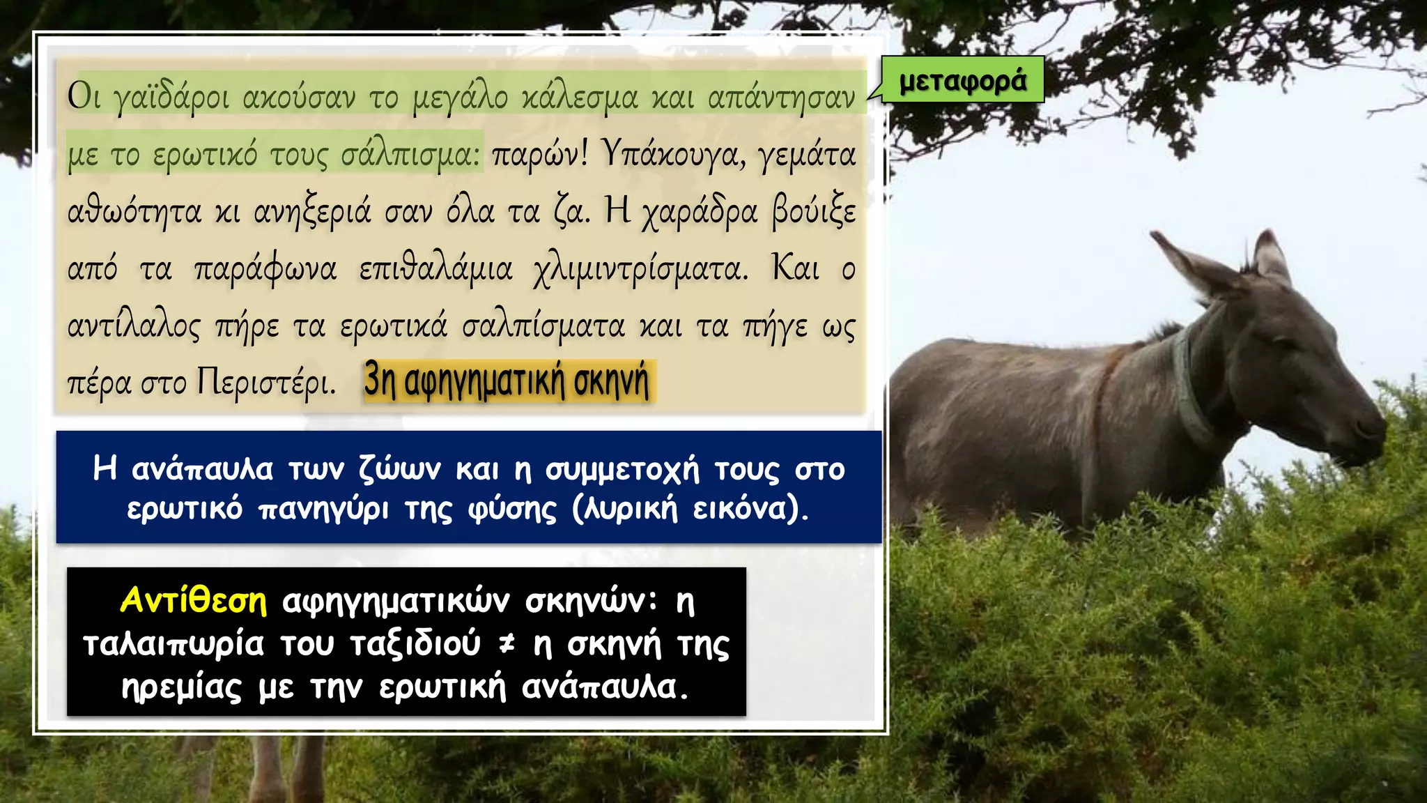Oι γαϊδάροι ακούσαν το μεγάλο κάλεσμα και απάντησαν
με το ερωτικό τους σάλπισμα: παρών! Υπάκουγα, γεμάτα
αθωότητα κι ανηξεριά σαν όλα τα ζα. Η χαράδρα βούιξε
από τα παράφωνα επιθαλάμια χλιμιντρίσματα. Και ο
αντίλαλος πήρε τα ερωτικά σαλπίσματα και τα πήγε ως
πέρα στο Περιστέρι.
Η ανάπαυλα των ζώων και η συμμετοχή τους στο
ερωτικό πανηγύρι της φύσης (λυρική εικόνα).
Αντίθεση αφηγηματικών σκηνών: η
ταλαιπωρία του ταξιδιού ≠ η σκηνή της
ηρεμίας με την ερωτική ανάπαυλα.
μεταφορά
 