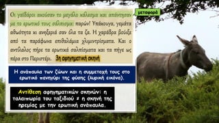 Oι γαϊδάροι ακούσαν το μεγάλο κάλεσμα και απάντησαν
με το ερωτικό τους σάλπισμα: παρών! Υπάκουγα, γεμάτα
αθωότητα κι ανηξεριά σαν όλα τα ζα. Η χαράδρα βούιξε
από τα παράφωνα επιθαλάμια χλιμιντρίσματα. Και ο
αντίλαλος πήρε τα ερωτικά σαλπίσματα και τα πήγε ως
πέρα στο Περιστέρι.
Η ανάπαυλα των ζώων και η συμμετοχή τους στο
ερωτικό πανηγύρι της φύσης (λυρική εικόνα).
Αντίθεση αφηγηματικών σκηνών: η
ταλαιπωρία του ταξιδιού ≠ η σκηνή της
ηρεμίας με την ερωτική ανάπαυλα.
μεταφορά
 