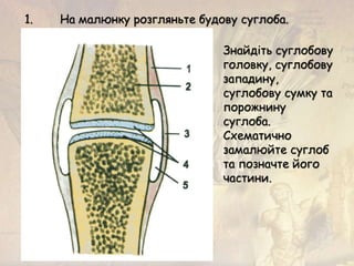 1. На малюнку розгляньте будову суглоба.
Знайдіть суглобову
головку, суглобову
западину,
суглобову сумку та
порожнину
суглоба.
Схематично
замалюйте суглоб
та позначте його
частини.
 