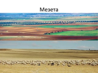 Мезета
 