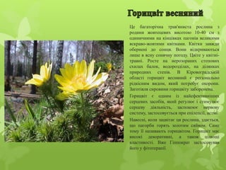 Це багаторічна трав'яниста рослина з
родини жовтецевих висотою 10-40 см з
одиничними на кінцівках пагонів великими
яскраво-жовтими квітками. Квітки завжди
обернені до сонця. Вони відкриваються
лише в ясну сонячну погоду. Цвіте у квітні-
травні. Росте на нерозораних степових
схилах балок, водорозділах, на ділянках
природних степів. В Кіровоградській
області горицвіт весняний є регіонально
рідкісним видом, який потребує охорони.
Заготівля сировини горицвіту заборонена.
Горицвіт є одним із найефективніших
серцевих засобів, який регулює і стимулює
серцеву діяльність, заспокоює нервову
систему, застосовується при епілепсії, астмі.
Навесні, коли зацвітає ця рослина, здається,
що пагорби горять золотим сяйвом. Саме
тому її називають горицвітом. Горицвіт має
високі декоративні, а також цілющі
властивості. Вже Гіппократ застосовував
його у фітотерапії.
 