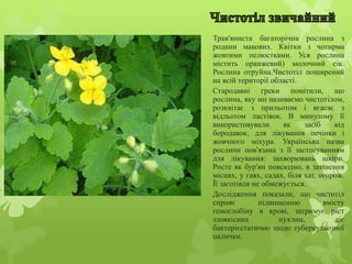 Трав'яниста багаторічна рослина з
родини макових. Квітки з чотирма
жовтими пелюстками. Уся рослина
містить оранжевий) молочний сік.
Рослина отруйна.Чистотіл поширений
на всій території області.
Стародавні греки помітили, що
рослина, яку ми називаємо чистотілом,
розквітає з прильотом і вгасає з
відльотом ластівок. В минулому її
використовували як засіб від
бородавок, для лікування печінки і
жовчного міхура. Українська назва
рослини пов'язана з її застосуванням
для лікування: захворювань шкіри.
Росте як бур'ян повсюдно, в затінення
місцях, у гаях, садах, біля хат, огорож.
Її заготівля не обмежується.
Дослідження показали, що чистотіл
сприяє підвищенню вмісту
гемоглобіну в крові, затримує ріст
злоякісних пухлин, діє
бактерієстатично щодо туберкульозної
палички.
 