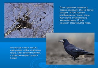 Грачи прилетают одними изГрачи прилетают одними из
первых на родину. Они не боятсяпервых на родину. Они не боятся
холодов. И пока поля нехолодов. И пока поля не
освободились от снега, грачиосвободились от снега, грачи
ищут зерно, остатки пищи уищут зерно, остатки пищи у
жилья человека. Потомжилья человека. Потом
начинают строительство гнёзд.начинают строительство гнёзд.
Из прутьев и веток, высокоИз прутьев и веток, высоко
над землёй, чтобы не досталанад землёй, чтобы не достала
кошка. Грач приносит прутики,кошка. Грач приносит прутики,
а грачиха начинает строитьа грачиха начинает строить
гнездо.гнездо.
 