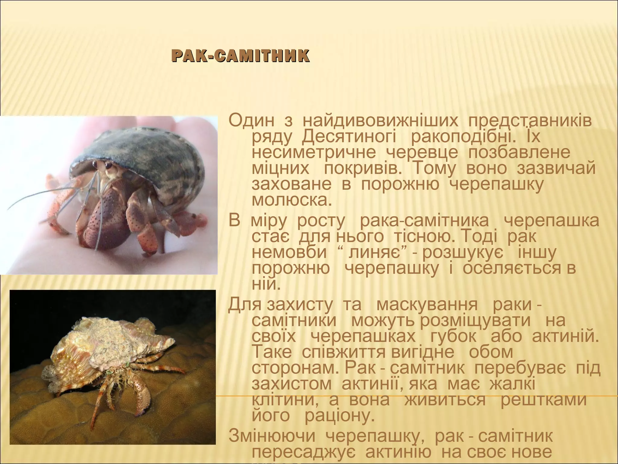 РАК-САМІТНИКРАК-САМІТНИК
Один з найдивовижніших представників
.ряду Десятиногі ракоподібні Їх
несиметричне черевце позбавлене
.міцних покривів Тому воно зазвичай
заховане в порожню черепашку
.молюска
-В міру росту рака самітника черепашка
.стає для нього тісною Тоді рак
“ ” -немовби линяє розшукує іншу
порожню черепашку і оселяється в
.ній
-Для захисту та маскування раки
самітники можуть розміщувати на
.своїх черепашках губок або актиній
Таке співжиття вигідне обом
. -сторонам Рак самітник перебуває під
,захистом актинії яка має жалкі
,клітини а вона живиться рештками
.його раціону
, -Змінюючи черепашку рак самітник
пересаджує актинію на своє нове
 