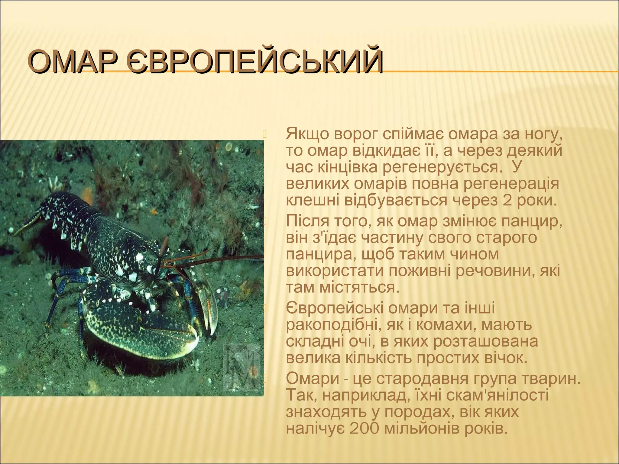 ОМАР ЄВРОПЕЙСЬКИЙОМАР ЄВРОПЕЙСЬКИЙ
 ,Якщо ворог спіймає омара за ногу
,то омар відкидає її а через деякий
.час кінцівка регенерується У
великих омарів повна регенерація
2 .клешні відбувається через роки
 , ,Після того як омар змінює панцир
'він з їдає частину свого старого
,панцира щоб таким чином
,використати поживні речовини які
.там містяться
 Європейські омари та інші
, ,ракоподібні як і комахи мають
,складні очі в яких розташована
.велика кількість простих вічок
 - .Омари це стародавня група тварин
, , 'Так наприклад їхні скам янілості
,знаходять у породах вік яких
200 .налічує мільйонів років
 
