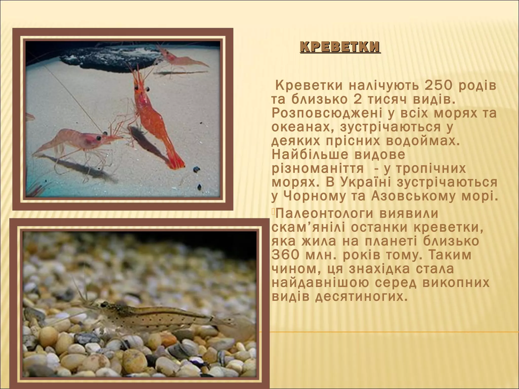 КРЕВЕТКИКРЕВЕТКИ
Креветки налічують 250 родів
та близько 2 тисяч видів.
Розповсюджені у всіх морях та
океанах, зустрічаються у
деяких прісних водоймах.
Найбільше видове
різноманіття - у тропічних
морях. В Україні зустрічаються
у Чорному та Азовському морі.
Палеонтологи виявили
скам’янілі останки креветки,
яка жила на планеті близько
360 млн. років тому. Таким
чином, ця знахідка стала
найдавнішою серед викопних
видів десятиногих.
 