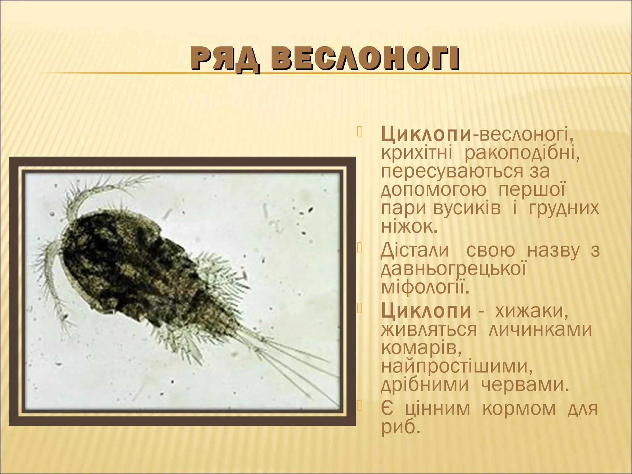 РЯД ВЕСЛОНОГІРЯД ВЕСЛОНОГІ
 Циклопи-веслоногі,
крихітні ракоподібні,
пересуваються за
допомогою першої
пари вусиків і грудних
ніжок.
 Дістали свою назву з
давньогрецької
міфології.
 Циклопи - хижаки,
живляться личинками
комарів,
найпростішими,
дрібними червами.
 Є цінним кормом для
риб.
 