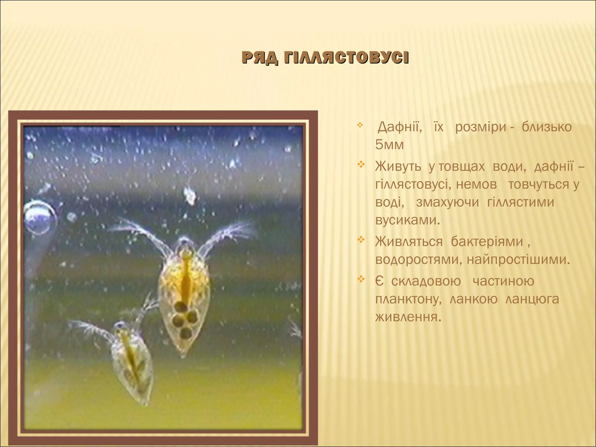 РЯД ГІЛЛЯСТОВУСІРЯД ГІЛЛЯСТОВУСІ
 Дафнії, їх розміри - близько
5мм
 Живуть у товщах води, дафнії –
гіллястовусі, немов товчуться у
воді, змахуючи гіллястими
вусиками.
 Живляться бактеріями ,
водоростями, найпростішими.
 Є складовою частиною
планктону, ланкою ланцюга
живлення.
 